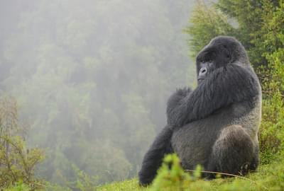 Isabukuru Silverback Dian Fossey Gorilla Fund