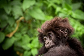 Macibiri Gorilla Dian Fossey Gorilla Fund Macibiri Gorilla Dian Fossey Gorilla Fund
