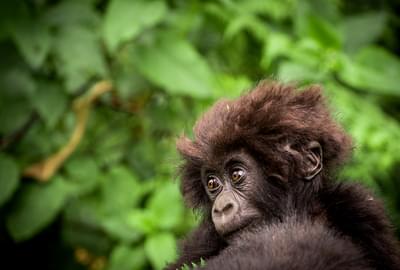 Macibiri Gorilla Dian Fossey Gorilla Fund