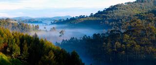 Nyungwe Forest C Rwanda Tourist Board