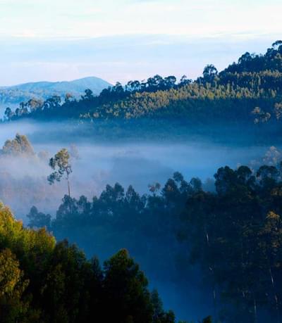 Nyungwe Forest C Rwanda Tourist Board