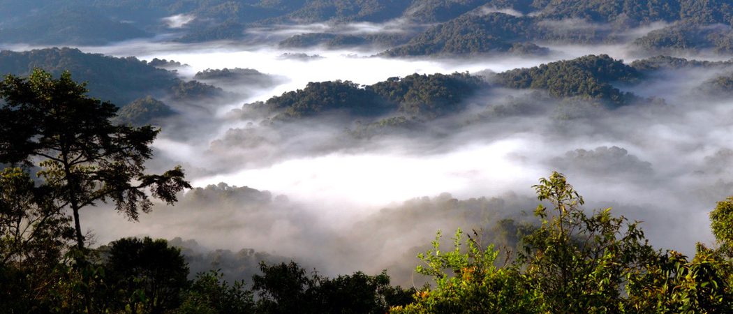Nyungwe  Forest  Np  C  Rwanda  Development  Board
