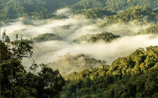 Nyungwe Forest One Only Nyungwe Forest One Only