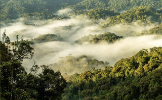 Nyungwe Forest One Only