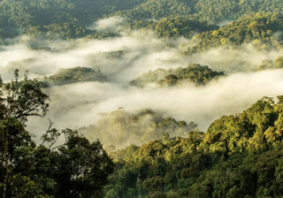 Nyungwe  Forest  One Only Nyungwe  Forest  One Only