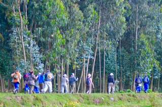 Rwanda Gorilla Tracking A Craig Kaufman