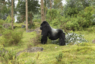Silverback Gorilla Pnv Rwanda Development Board