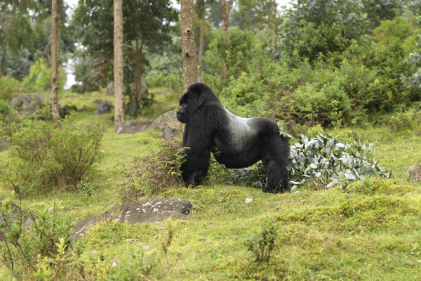 Silverback Gorilla Pnv Rwanda Development Board Silverback Gorilla Pnv Rwanda Development Board