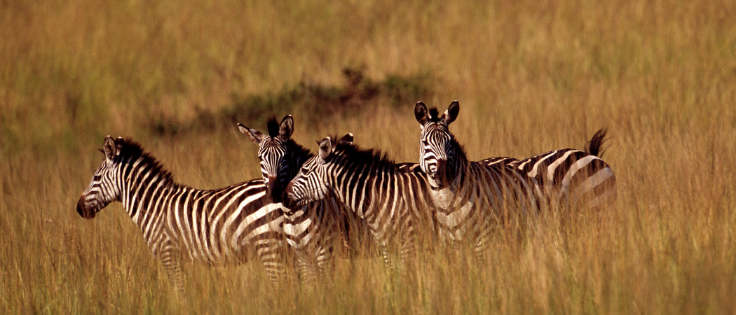 Zebras  Akagera  Np  Rwanda  Tourism