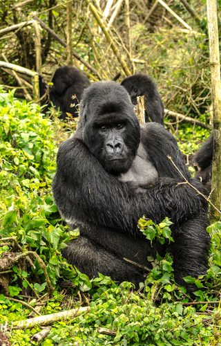 Rwanda 1