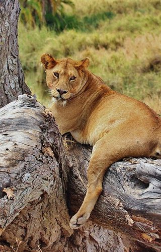 Saadani National Park Banner New