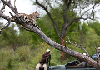 Sabi Sands Leopard