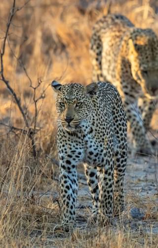 Pair of leopards in the Sabi Sands South Africa