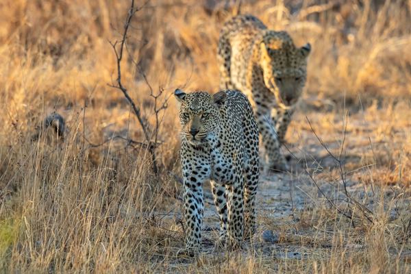Pair of leopards in the Sabi Sands South Africa Pair of leopards in the Sabi Sands South Africa