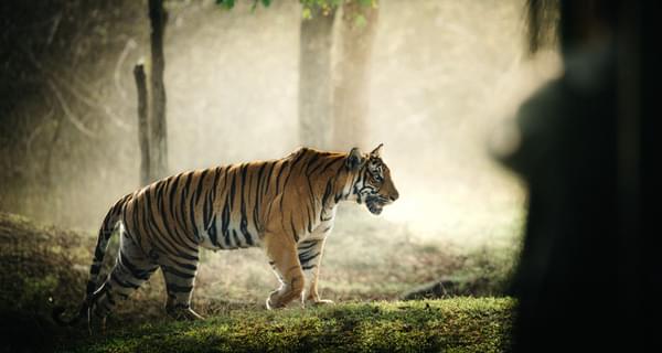 Wild bengal tiger in Kabini forest in India min