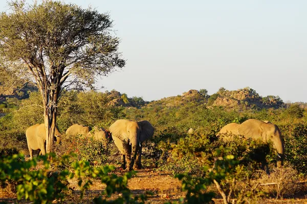 Elephants safari malawi unsplash Elephants safari malawi unsplash