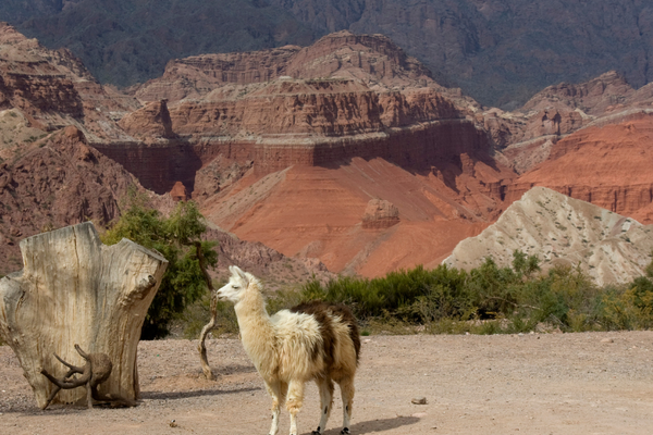 Salta Salta