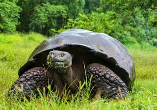 Galapagos Giant Tortoise Santa Cruz Ecuador Canva Pro