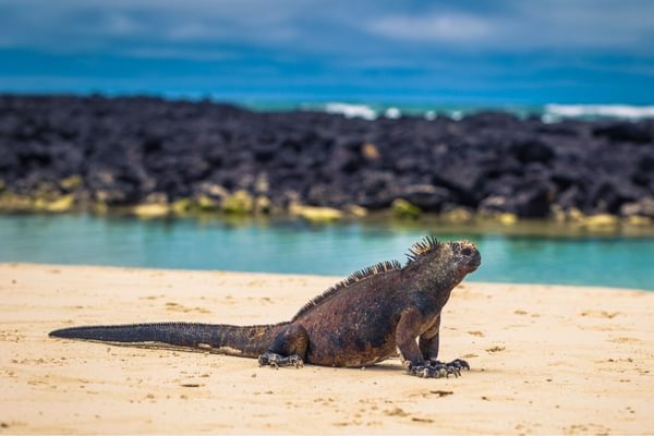 Marine Iguana on Santa Cruz Island Galapagos Canva Pro Marine Iguana on Santa Cruz Island Galapagos Canva Pro