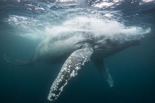 Sao Tome Humpback Whales1 Sao Tome Humpback Whales1