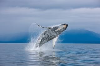 Sao Tome Whales 2