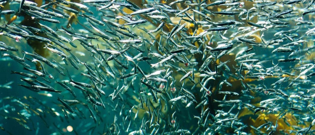 Sardine run pixabay