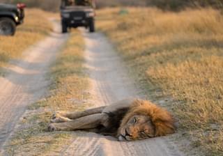 Savuti Lion In The Road