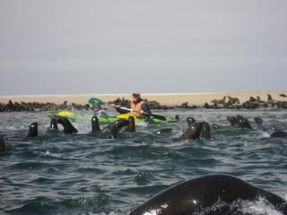 Seal Kayaking Namibia