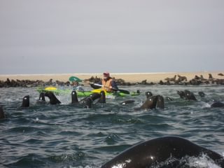 Seal Kayaking Namibia