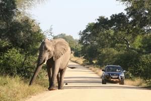 Self Drive Kruger National Park