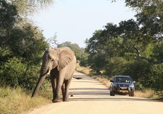 Self Drive Kruger National Park