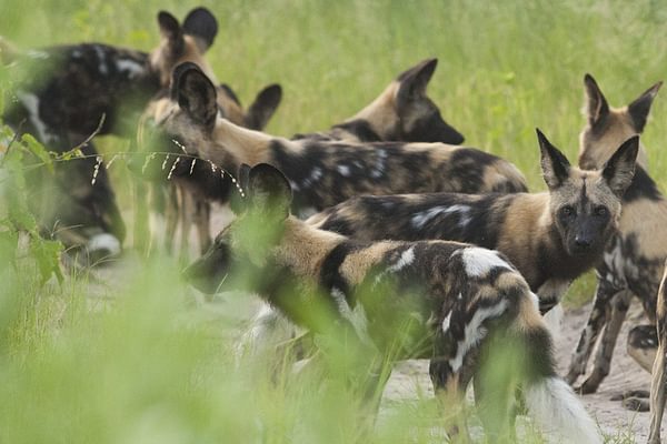 Wild Dogs Tanzania Tourist Board Wild Dogs Tanzania Tourist Board
