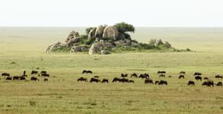 Serengeti Kopjes
