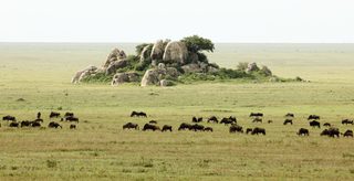 Serengeti Kopjes Serengeti Kopjes