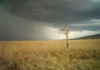 Serengeti Rainy Season