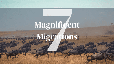 Seven Migrations