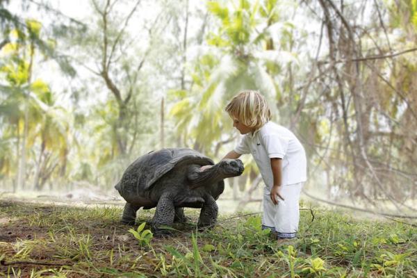 Four Seasons Desroches Wildlife Four Seasons Desroches Wildlife