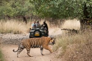 On Safari In  Ranthambore At  Sher  Bagh