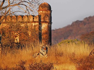 Ranthambore National Park Sher Bagh