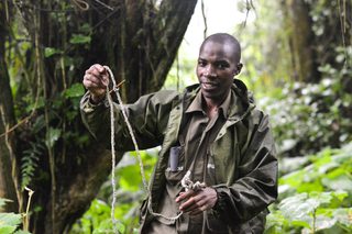 Snare Laid By Poachers Snare Laid By Poachers