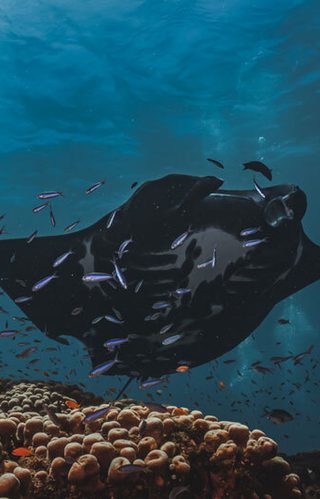 Snorkel with manta landscape Fiji October