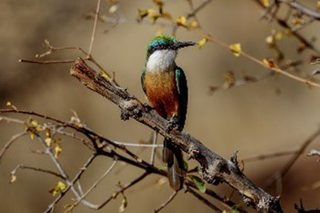 Somali Bee Eater