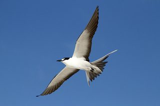 Sooty Tern St Helena