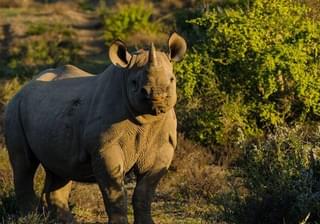 South Africa Kwandwe Rhino Conservation