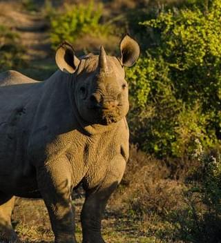 South Africa Kwandwe Rhino Conservation