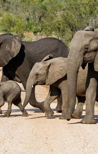 Elephants crossing road Kruger National Park South Africa