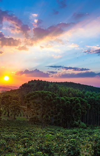 Brazil Forrest