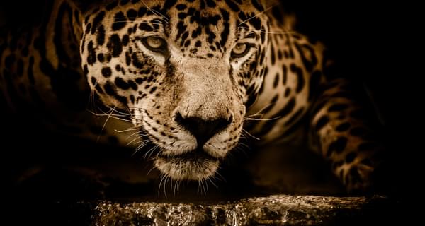 Jaguar brazil