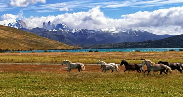 Chile Torresdel Paine horses