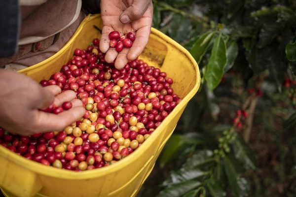 Colombia coffee bean berries min Colombia coffee bean berries min